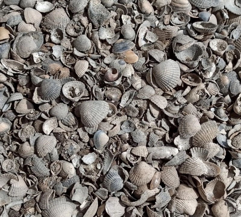 Muschelschalen